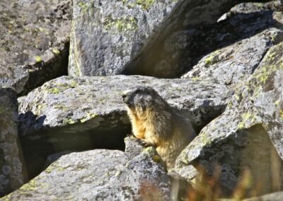 Marmotte in het Massif du Sancy